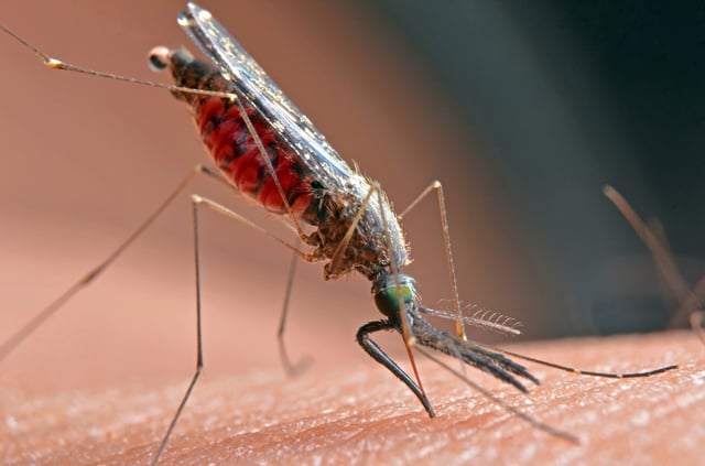 West Nile virus can be transmitted by mosquitoes, but people can reduce the risk of infection.