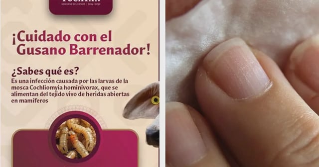 gusano barrenador 