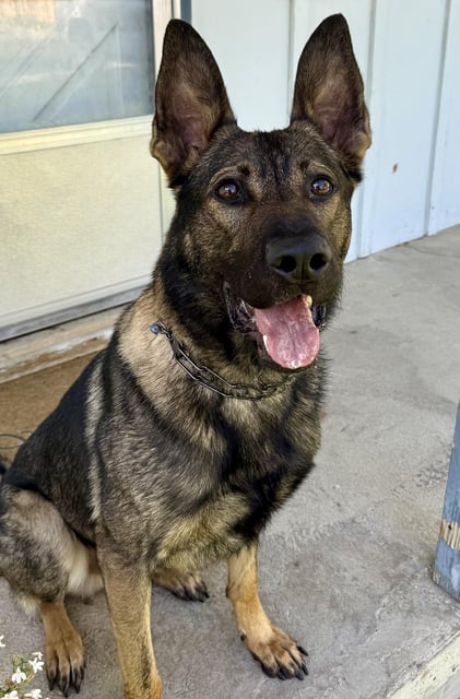 Police K9 Joker detected a large quantity of illegal drugs in a cargo van heading to Burning Man, according to police in Yerington, Nev. 
