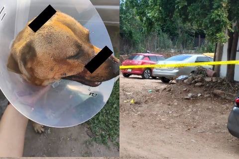 Perro es atacado con un machete
Foto: Fundación Balto y Togo Bienestar y Rescate Animal, A.C.