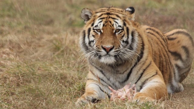 Nepal succeeded to almost triple its tiger population to 355 in 2022 (the latest census carried out so far) from a mere 121 in 2009.
