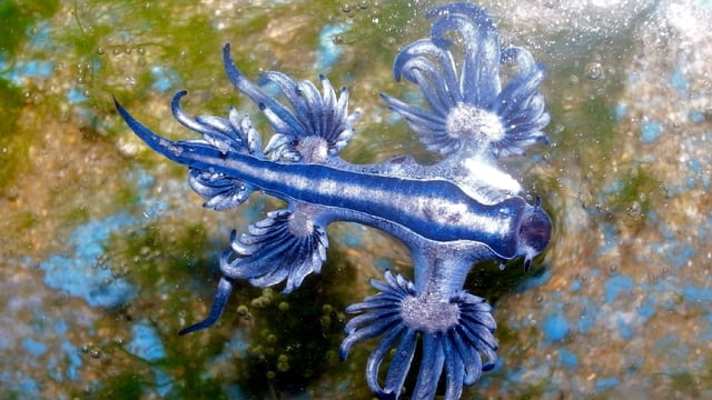 Die gesperrten Strände in Spanien sind wieder offen. Wie gefährlich sind Blaue Drachen?