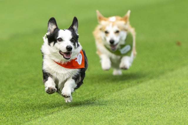 Corgis race during a international event Corgi Race Vilnius 2025 in Vilnius, Lithuania, Saturday, Aug. 23, 2025. (AP Photo/Mindaugas Kulbis)