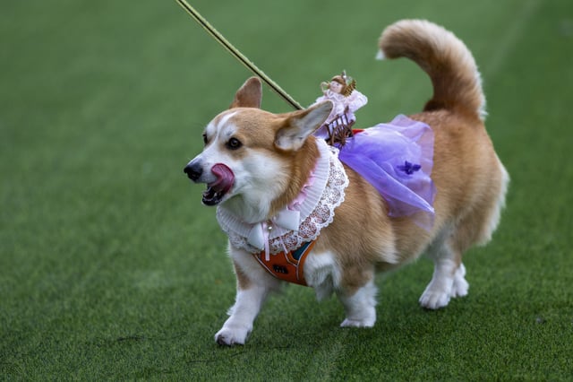 A corgi dog participates in a fashion show during a international event Corgi Race Vilnius 2025 in Vilnius, Lithuania, Saturday, Aug. 23, 2025. (AP Photo/Mindaugas Kulbis)