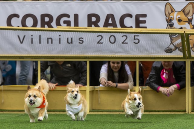Corgis race during a international event Corgi Race Vilnius 2025 in Vilnius, Lithuania, Saturday, Aug. 23, 2025. (AP Photo/Mindaugas Kulbis)