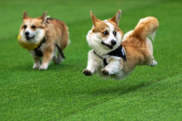 Varios corgis corren durante la competición internacional Corgi Race Vilnius 2025 en Vilna, Lituania, el sábado 23 de agosto de 2025. (AP Foto/Mindaugas Kulbis)