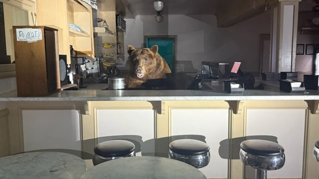 The bear, nicknamed Fuzzy, entered the Ice Cream Shop at Camp Richardson around 4 a.m. Sunday