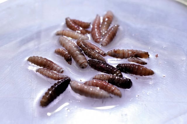 Larvae of the screwworm fly, collected from infected cows, are observed at the COPEG sterile fly production plant, which fights the spread of the cattle screwworm, in Pacora, Panama, June 11, 2025. REUTERS/Enea Lebrun/File Photo