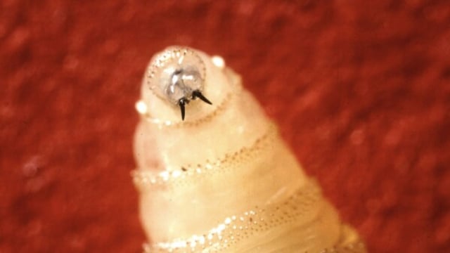 screwworm