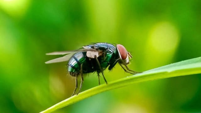 What is Flesh-eating Screwworm Parasite Detected in the US For the First Time
