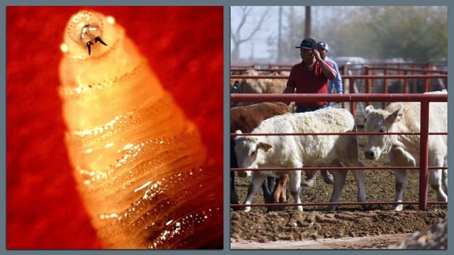 Left; a New World screwworm; right, cattle are detained at the Jeronimo-Santa Teresa border crossing in Ciudad Juarez, Mexico, in November as the U.S. suspended imports of Mexican cattle due to threats from the presence of screwworm. Photos: John Kucharski/USDA; Christian Torres/Anadolu via Getty Images