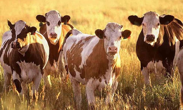 Descubren que gusano barrenador come carne viva de sus víctimas