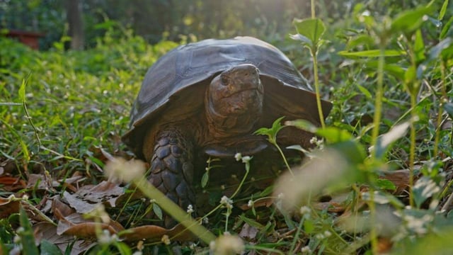 The Asian Giant Tortoise is a critically endangered species. (Sourced)