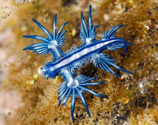 El dragón azul es un pequeño animal capaz de causar dolorosas lesiones.