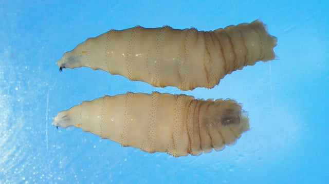 Screwworm larvae.