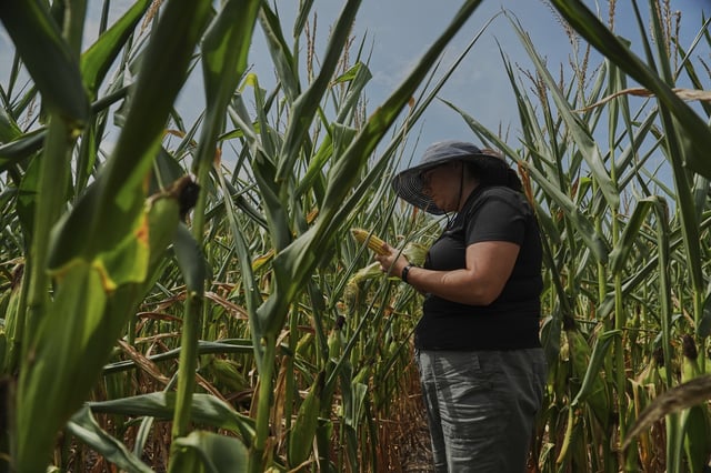 Nicolle Ritchie, an extension agent with Michigan State University, inspects an ear of corn for pollination issues Monday, Aug. 18, 2025, in Paw Paw, Mich. (AP Photo/Joshua A. Bickel)