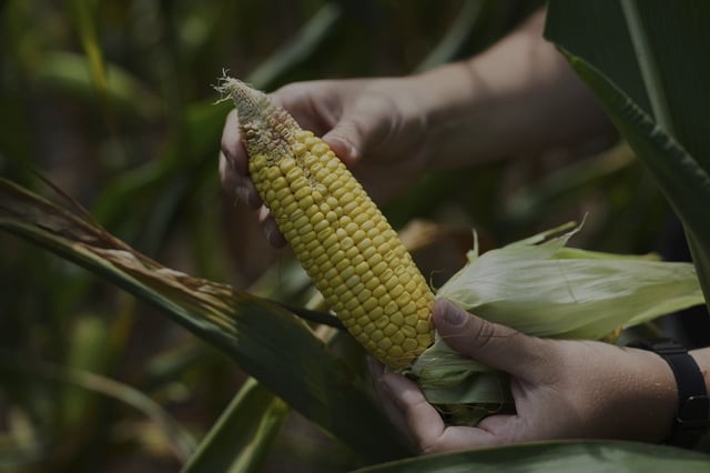 Nicolle Ritchie, an extension agent with Michigan State University, displays an ear of corn with poor kernels, likely due to pollination issues, Monday, Aug. 18, 2025, in Paw Paw, Mich. (AP Photo/Joshua A. Bickel)