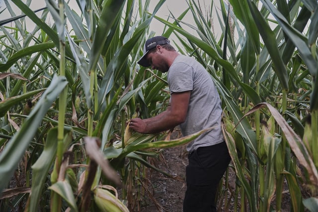 Robb Rynd pulls the husk off of an ear of corn as he inspects his crops for pollination issues Monday, Aug. 18, 2025, in Paw Paw, Mich. (AP Photo/Joshua A. Bickel)