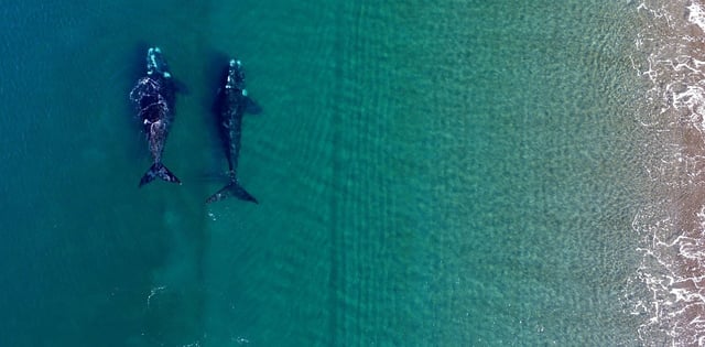 Chubut 23 de junio 2020  
Buenos Aires: Más de un centenar de ballenas francas registradas en Brasil llegan hasta Península Valdés para tener sus crías, según una reciente investigación del Instituto de Conservación de Ballenas (ICB) que concluye que ambos grupos integran una gran población de la costa este de Sudamérica.
Telam
