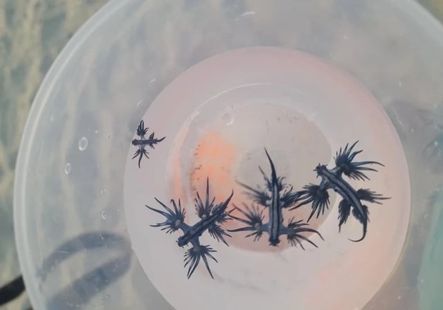 Imagen de varios ejemplares de dragón azul