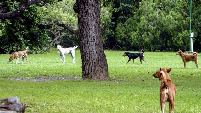 Stray dogs in Lodhi Garden on Saturday. (PTI)