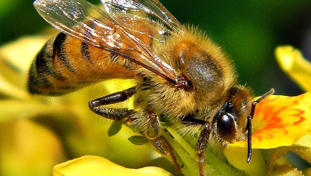 The Secret To Saving Bees Might Be... Yeast?