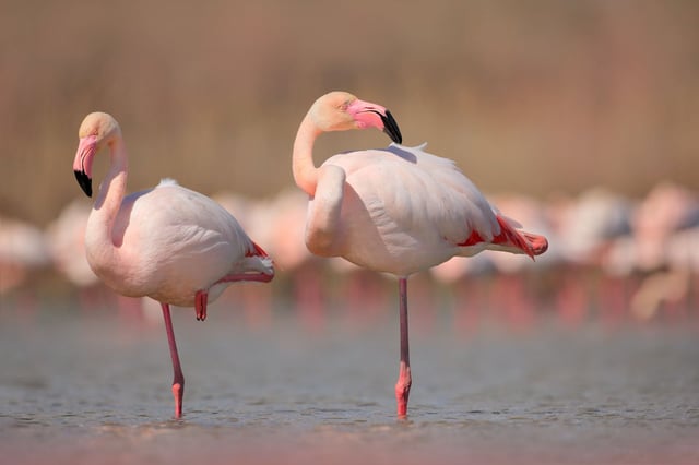 © Ondrej Prosicky via Shutterstock