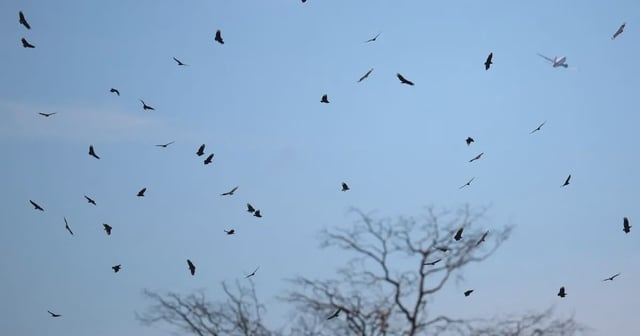 Decenas de aves vuelan sobre un parque con árboles sin follaje en Brasilia, Brasil, mientras un avión cruza el cielo al fondo. La imagen fue tomada el 4 de junio de 2025, tras la confirmación de un brote de gripe aviar en el zoológico de la ciudad.