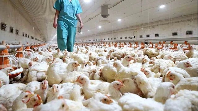 Brote de gripe aviar suspende importaciones avícolas a Chile.
