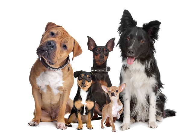 Día Internacional del Perro: claves para cuidar a tu mascota según su etapa