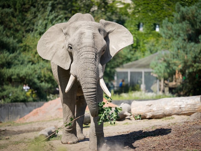 (250812) -- VARSOVIA, 12 agosto, 2025 (Xinhua) -- Un elefante se alimenta en el Zoológico de Varsovia, en Varsovia, Polonia, el 12 de agosto de 2025. La casa de los elefantes del zoológico organizó actividades especiales el martes para conmemorar el Día Mundial del Elefante. (Xinhua/Jaap Arriens) (oa) (ah) (ce)
