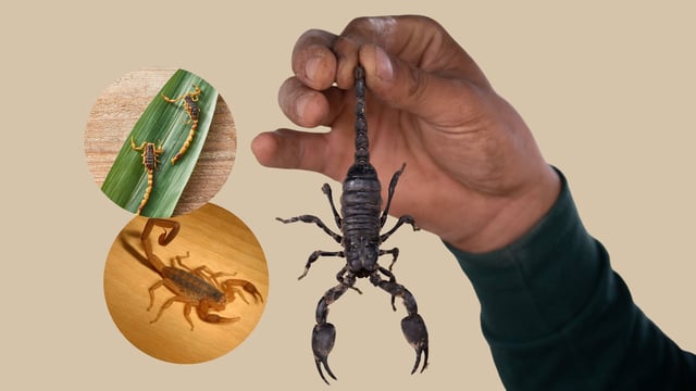 Temporada de alacranes: cómo proteger a tu familia de picaduras