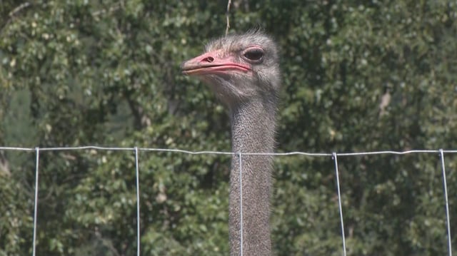Ostrich at Universal Ostrich Farm