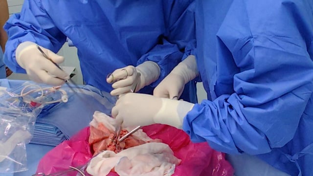 Proceso quirúrgico en el que el equipo ha logrado trasplantar un pulmón de cerdo a un ser humano.
