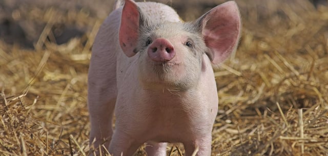 Schweineorgane sind den menschlichen in Form und Größe sehr ähnlich und lassen sich durch Züchtung einfach anpassen