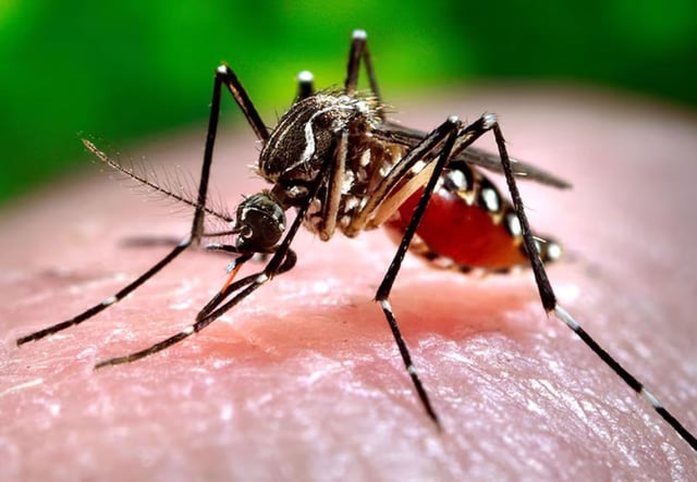 Día Internacional contra el dengue: la Provincia presenta un plan de prevención y control. (archivo La Voz)