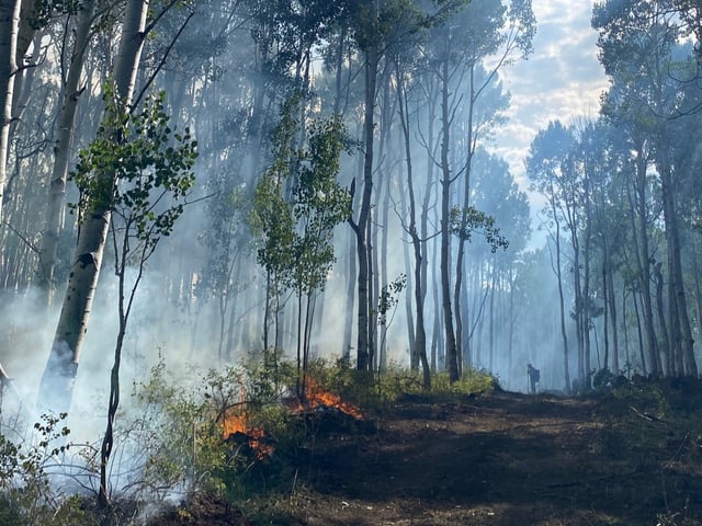 The Stoner Mesa fire burns in southwestern Colorado's San Juan National Forest on Saturday, Aug. 23, 2025. (Photo provided by Stoner Mesa Fire Information)