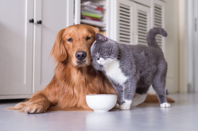 Stock image shows a British shorthair cat and Golden Retriever dog.
