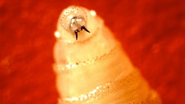 New World Screw Worm
