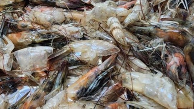 General shrimp waste, collected from Souq Al Jubail in Sharjah, UAE. The shrimp originated from Oman.