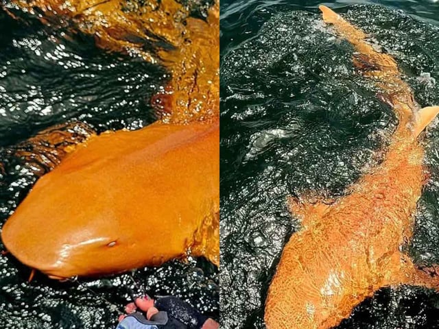 INCREÍBLE TIBURÓN NARANJA HALLADO EN COSTA RICA