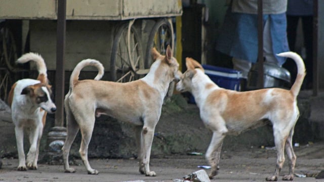 Shock spread over possible infanticide and the stray dog menace at Rajindra Hospital in Patiala.