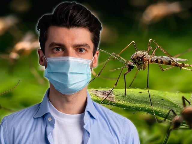 Mosquitos y dengue: síntomas que debes conocer
