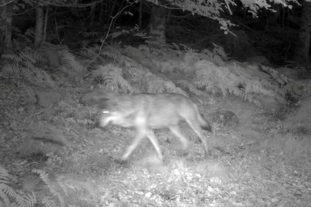 Cette photographie diffusée par l'Office national de la biodiversité (ONB) le 31 janvier 2023 montre un loup à Saint-Chely-d'Aubrac (Aveyron), le 8 juillet 2022
