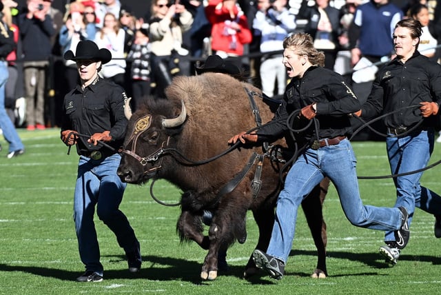 Ralphie VI runs before the Colorado vs. Utah game on Nov. 16, 2024, at Folsom Field in Boulder, Colo. (Cliff Grassmick/Staff Photographer)
