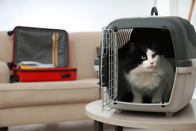 La jeune femme avait payé la place du chat, qui se trouvait dans une caisse conformément au règlement.