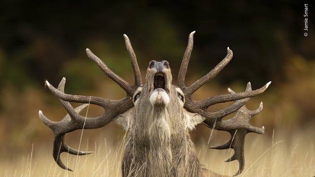 Jamie Smart portrays a red deer stag as it gives a mighty bellow during the autumn rut in Bradgate Park in Leicestershire, England.