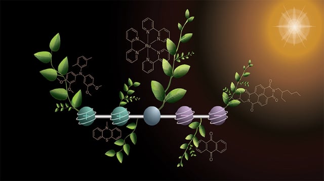 As with natural photosynthesis, the new molecule temporarily stores two positive and two negative charges.