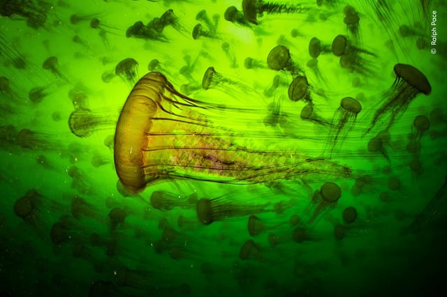 Ralph Pace captured this image of Pacific sea nettles off the coast of Monterey, California.