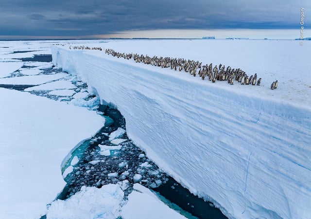 Emperor penguin chicks move along the edge of an ice shelf before their first swim in Atka Bay, Antarctica.